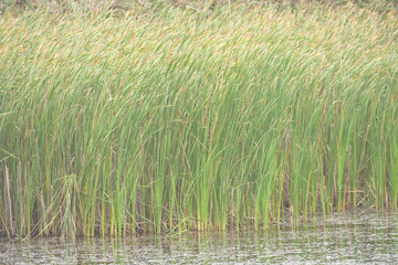 Wild grass on the shore of a lake