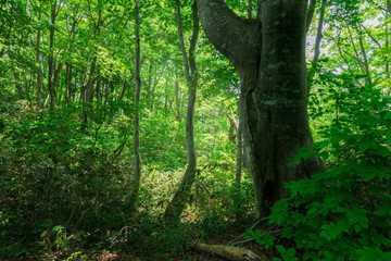 春のブナ林