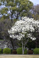 magnolia blossom in Spring
