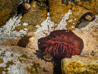 An actinie on the french coast in Normandy