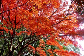 秋の紅葉