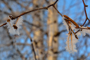 Birch buds close up in winter