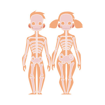 Vector flat structure of the human body, anatomy - female, male bones, human skeleton. Anatomical skeletal system, education, science design object. Isolated illustration, white background.