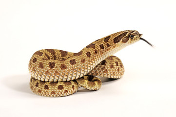 Westliche Hakennasennatter (Heterodon nasicus) - Western hognose snake