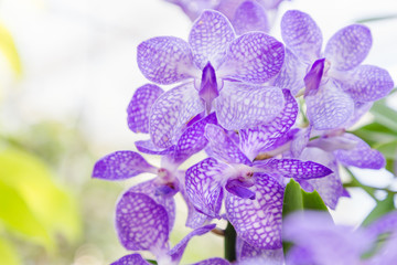 Orchid flower in orchid garden at winter or spring day for postcard beauty and agriculture idea concept design. Vanda coerulea orchid. Purple orchid.