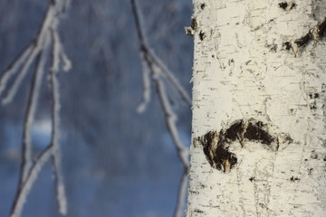 birch in the Siberian forest