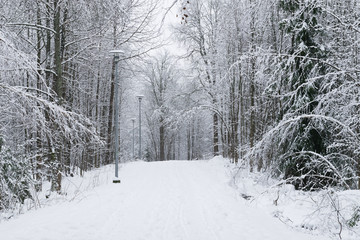 Fototapeta premium Snowy winter forest park, in Finland.