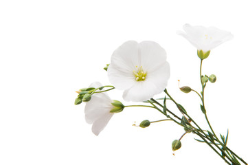 Obraz premium white flax flowers isolated