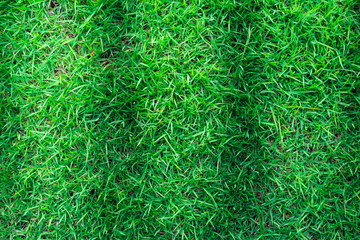 Green grass texture or green grass background for golf course. soccer field or sports background concept design. Natural green grass.