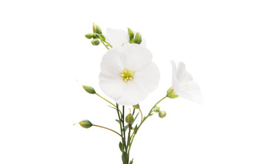 Fototapeta na wymiar white flax flowers isolated