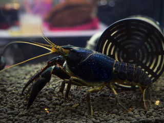 (Close Up) Crayfish Procambarus Clarkii