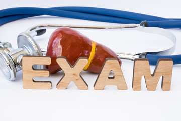 Gastroenterology liver or gall bladder examination, tests and procedure concept. Anatomy model of...