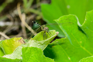 green and yellow dragonfly