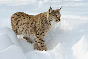 Eurasian lynx in the snow in cold winter in Troms county, Norway.