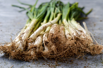 raw calcots, onions typical of Catalonia, Spain