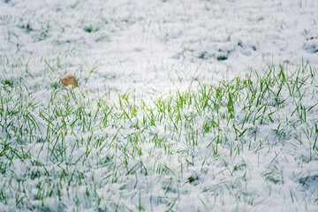 Filtered moody green grass growing through snow on golf course in winter, low angle view, copy...