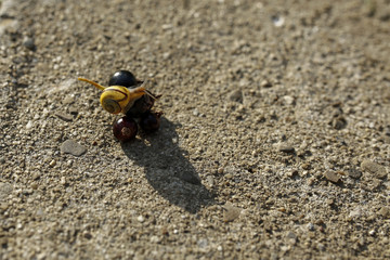 closeup of snali on black currant fruit