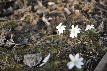  first spring flowers