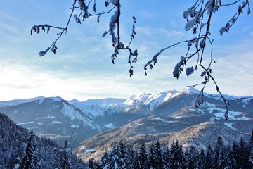 Snowy forest over alpine village of Bondo, Sella Giudicarie, Trentino Alto Adige. Italy