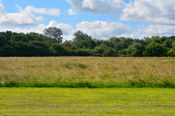 Fototapeta na wymiar Landscape in meadow in British countryside in summer time