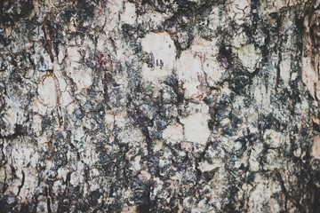 Bark background, vintage color