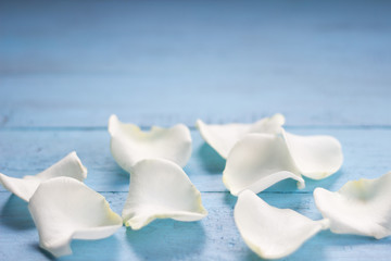 White rose  petals on blue wooden table. Valentine's day ,Love ,Romantic, Wedding  or Mother's day background