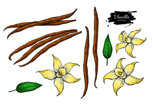 Vanilla Flower And Bean Stick Vector Drawing Set. Hand Drawn Sketch Food Illustration