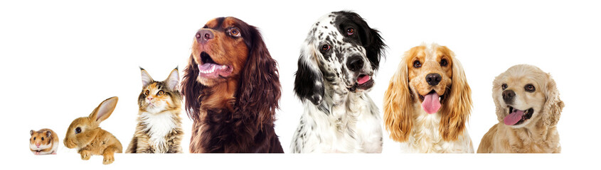 dog and a cat looking