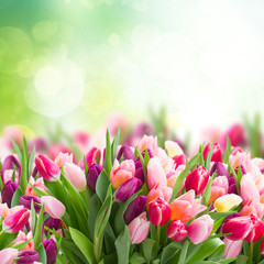bunch of pink tulips © neirfy