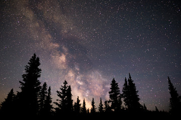 Milky Way and tree silhouette under a clear dark sky. The pine trees are blacked out while the colorful galaxy explodes in the night sky.