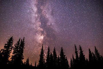 Milky way tree line. Silhouette of pine trees against a colorful milky way galaxy sky.