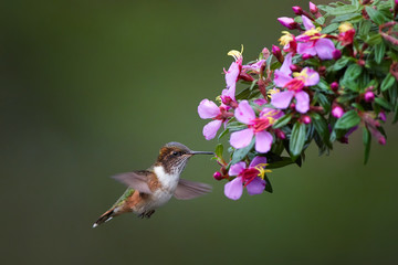 Volcano hummingbird, Selasphorus flammula, small and rare endemit to mountains of Costa Rica, feeding on nectar. Female hovering over tiny pink flowers. Cordillera de Talamanca, Costa Rica