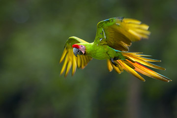 Endangered parrot, Great green macaw, Ara ambiguus, also known as Buffon's macaw. Green-yellow,...