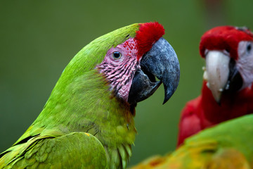 Portrait of endangered parrot, Great green macaw, Ara ambiguus, also known as Buffon's macaw against blurred group of macaw parrots in background. Close up, wild animal. Costa Rica
