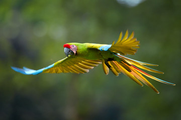Endangered parrot, Great green macaw, Ara ambiguus, also known as Buffon's macaw. Green-yellow, wild tropical forest parrot, flying with outstretched wings against blurred background. Costa Rica. © Martin Mecnarowski
