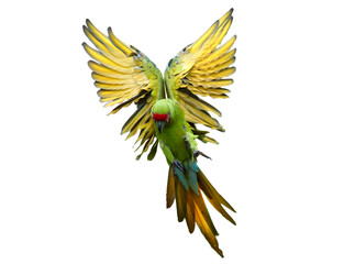 Isolated on white, endangered parrot, Great green macaw, Ara ambiguus, also known as Buffon's macaw flying with outstretched wings from direct view. Wild animal. Green-yellow parrot in angel pose. © Martin Mecnarowski