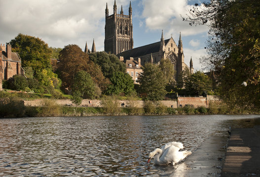 River Severn and Worcester cathedral and swan