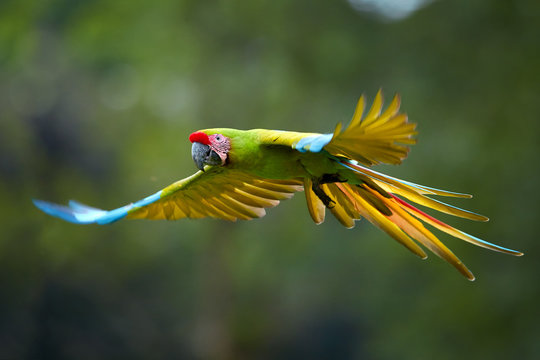 Endangered parrot, Great green macaw, Ara ambiguus, also known as Buffon's macaw. Green-yellow, wild tropical forest parrot, flying with outstretched wings against blurred background. Costa Rica.