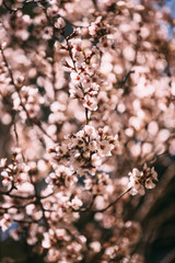 almendro en flor