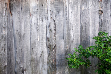 Old Gray Wooden Wall with green bush in the corner.