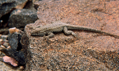 Lizard in Sidewinder Canyon, Death Valley National Park, California