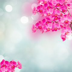 Fototapeta premium pink orchid branches