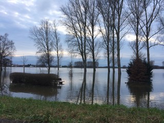 Überschwemmung durch Hochwasser am Fluss / am Rhein