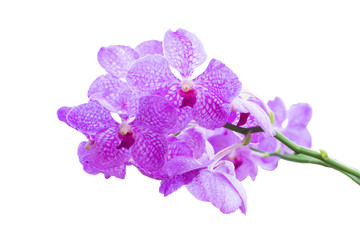 Naklejka na ściany i meble Purple orchid isolated on white background, with clipping path