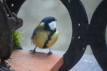 m&eacute;sange charbonni&egrave;re