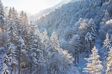 Beautiful winter landscape in the forest.