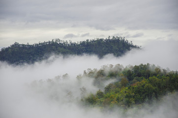 Mountain trees, sky and mist