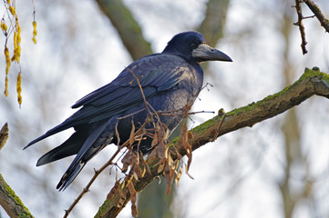 crow on the tree