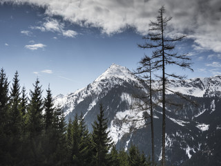 High slim trees and snow covered mountains in the austrian alps with a blue sky