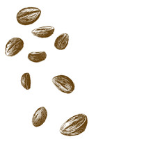 Coffee beans sketch isolated on white background vector illustration